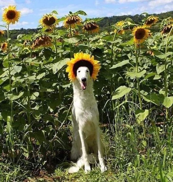 cute news tier hund

https://ch.pinterest.com/pin/1121888957178164920/
