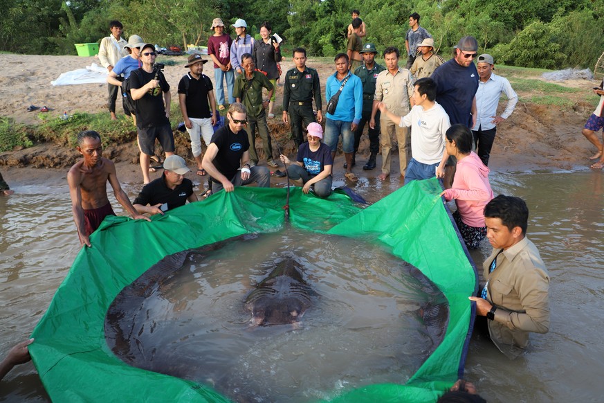 In this photo provided by Wonders of the Mekong taken on June 14, 2022, a team of Cambodian and American scientists and researchers, along with Fisheries Administration officials prepare to release a  ...