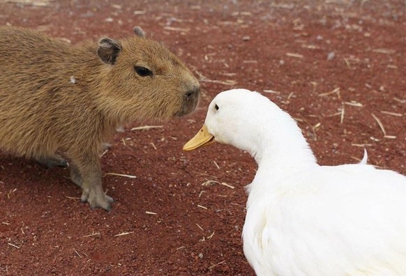 cute news tier capybara gans

https://www.reddit.com/r/capybara/comments/1nzbkpi/what_do_you_think_they_would_say_to_one_another/