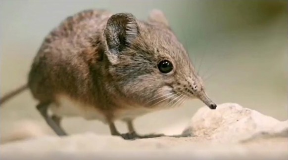 cute news animal tier elephant shrew

https://imgur.com/t/elephant_shrew/N0Mm3RN