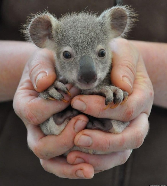 CUTE NEWS ANIMAL TIER KOALA

https://imgur.com/t/animal/OtUUgvP