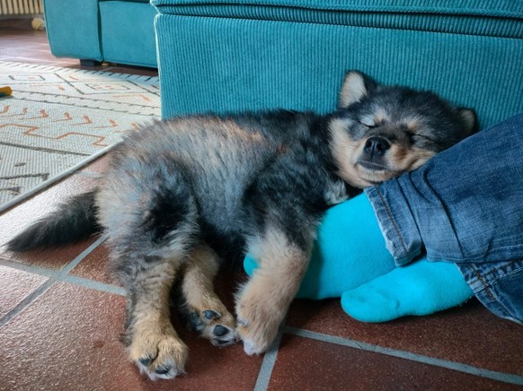 cute news tier hund

https://www.reddit.com/r/rarepuppers/comments/12yrtmi/wodans_favorite_spot_on_my_boyfriends_feet/