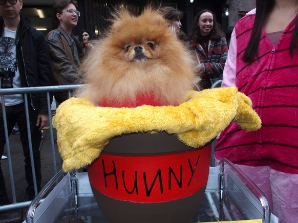 Lors de la 33e «Tompkins Square Halloween Dog Parade», les participants au concours annuel ont fait preuve de créativité pour pré-fêter Halloween, dans l&#039;East Village de Manhattan le 21 octobre.  ...