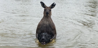 Il se bat contre un kangourou qui tente de noyer son chien  