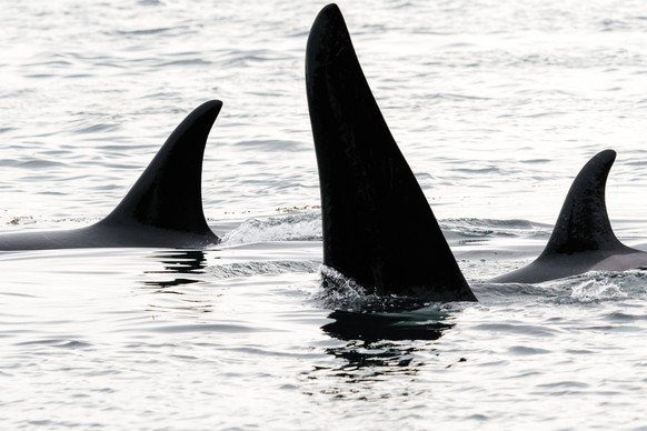 Closeup view of three killer whale dorsal fins Friday Harbor, Washington, United States CR_BSYP241029-1573566-01