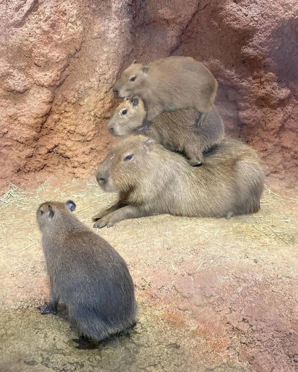 cute news tier capybara

https://www.reddit.com/r/capybara/comments/18ydt11/capystack/