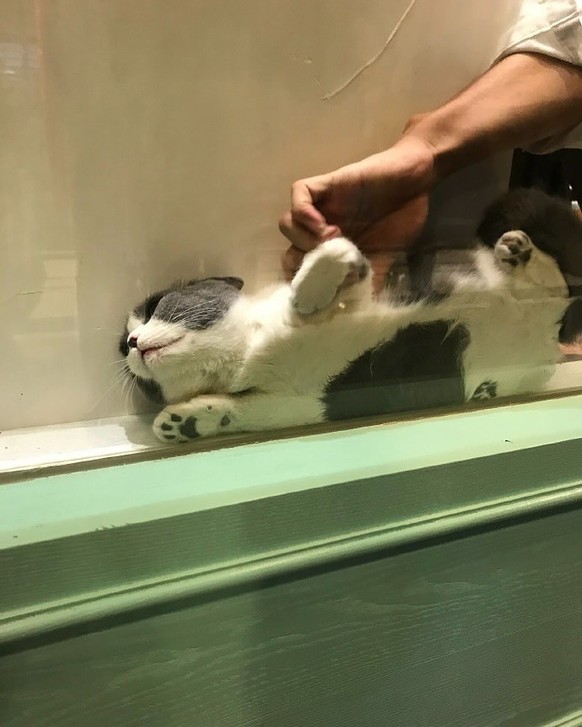 Die lustigsten Fails der Woche: Katze