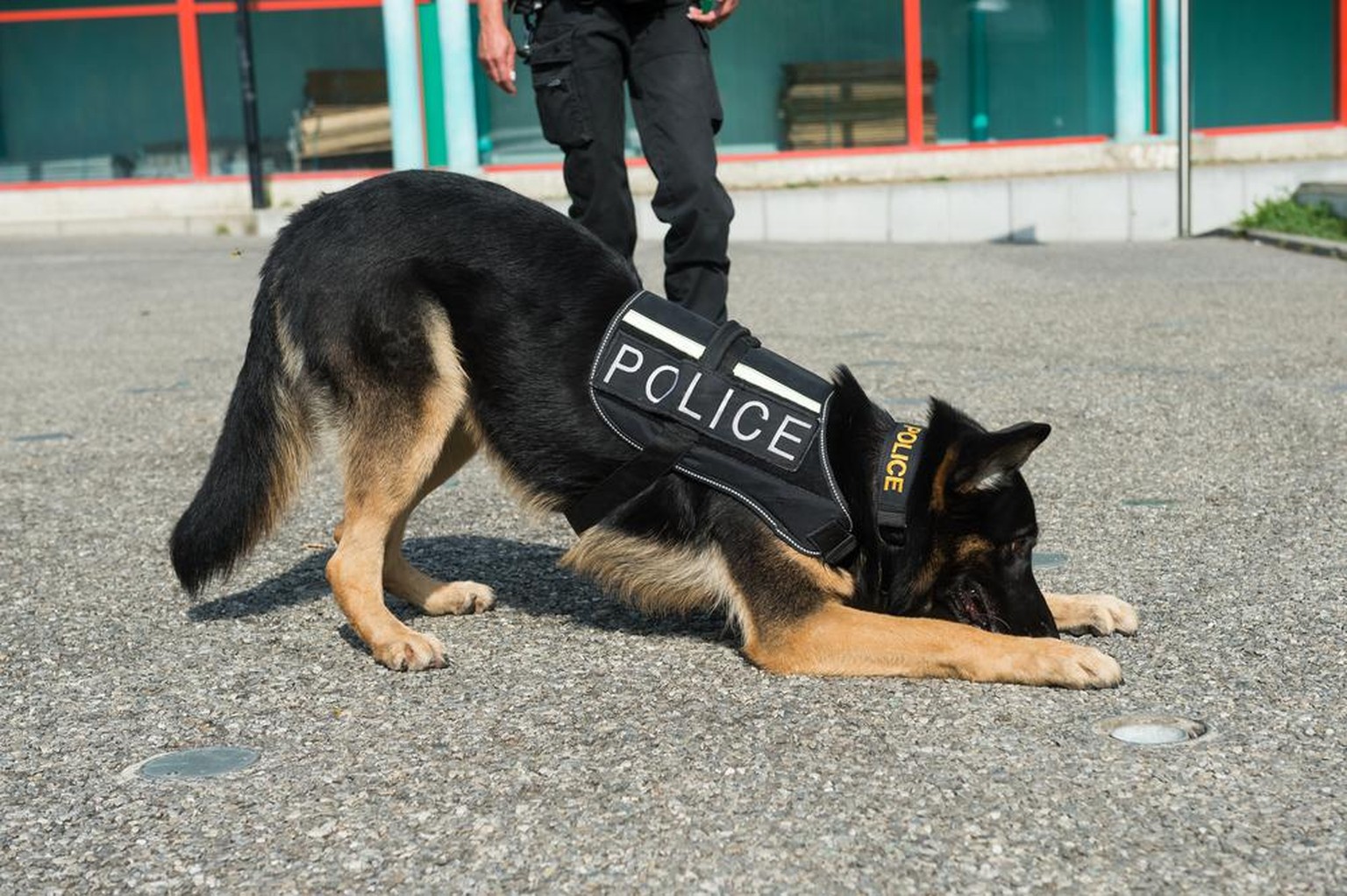 Trop «timides», des chiens policiers sont vendus aux enchères en Chine