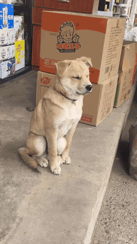 GIF animé