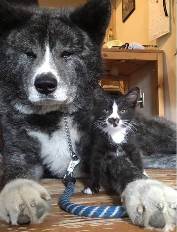cute news animal tier hund katze

https://www.reddit.com/r/oddlysatisfying/comments/xdcm06/this_cat_dog_look_exactly_alike/