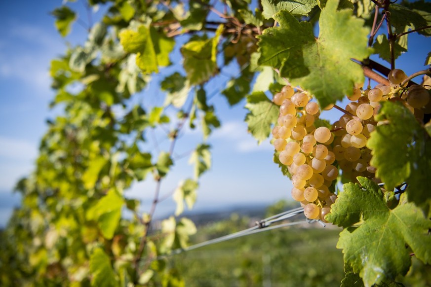 En Suisse, le raisin suisse n&#039;a jamais été mûr aussi tôt