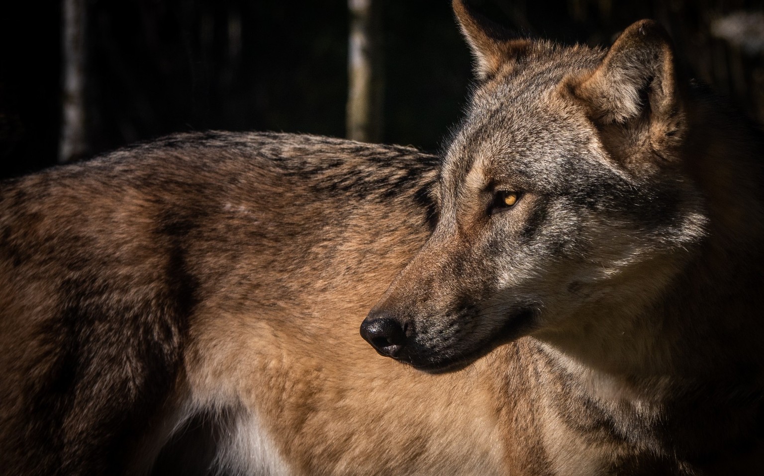 Le loup est de nouveau plus fréquent en Europe.