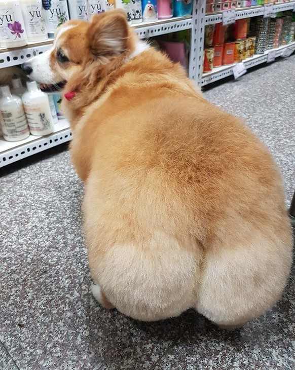 Les corgis sont trop chou.