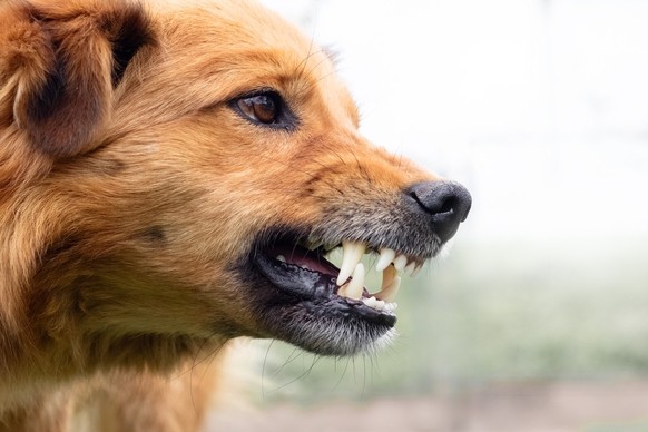 L'homme aurait pu contracter la rage suite au contact avec un chien.