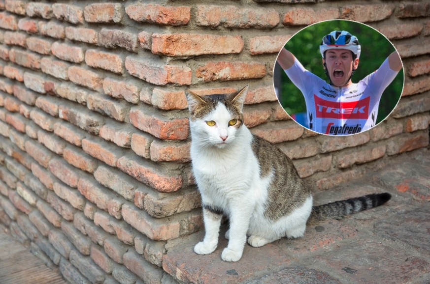 Le cycliste italien Antonio Tiberi a abattu un chat avec sa carabine à Saint-Marin, en juin 2022.