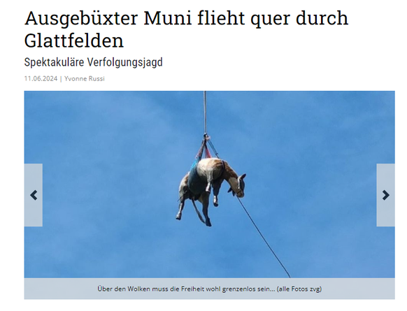 Fliegende Kuh