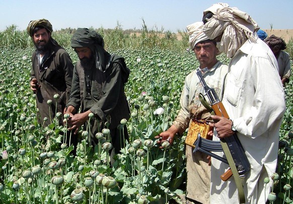 Un taliban surveille les travaux dans un champ de pavot, en 2008.