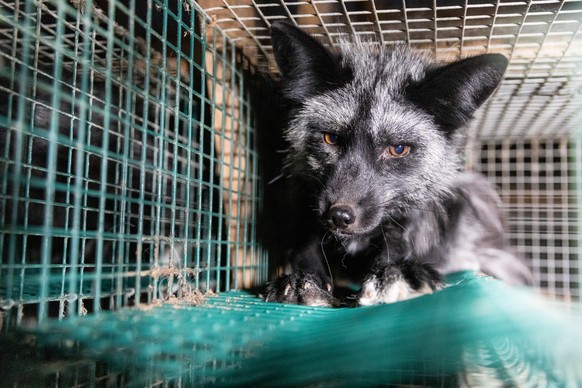 Touché par le sort des animaux dans les fermes à fourrure, Heli Dungler et ses amis ont fondé l’organisation de protection des animaux.