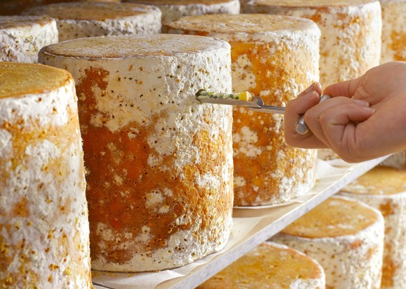 Close up of a cheese maker taking a sample of Stilton