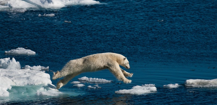 MANDATORY CREDIT: Paul Goldstein/Exodus/Rex Features
Mandatory Credit: Photo by Paul Goldstein/Exodus/REX (4438904ai)
A polar bear leaps between ice
Polar bears for International Polar Bear Day, Sp ...
