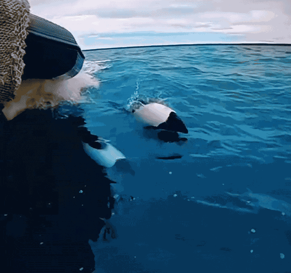 GIF animé