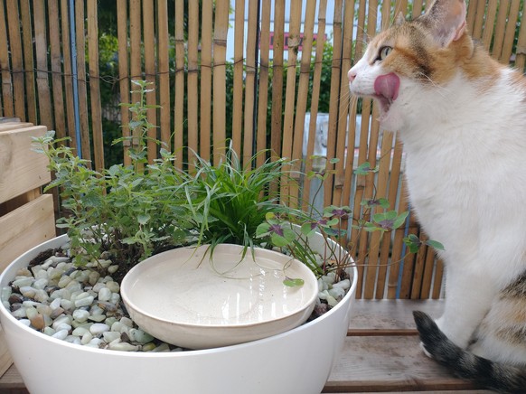 L'eau reste la meilleure boisson pour les chats. © VIER PFOTEN 