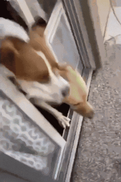 GIF animé