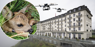 Des centaines de faons sont menacés de mort à cause du Bürgenstock