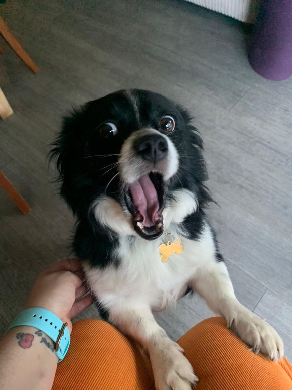 cute news animal tier hund dog

https://www.reddit.com/r/rarepuppers/comments/tyn5n3/one_excited_boi/