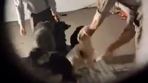 Photo fournie par l'association de défense des droits des animaux PETA : elle montrerait des mauvais traitements infligés à un chien avant un spectacle de cirque. (Source : PETA)