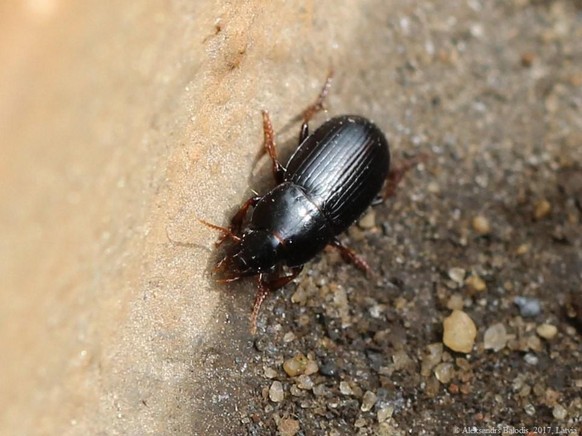 Le «harpalus pumilus»