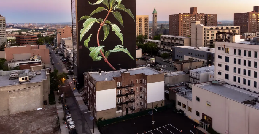 Ici, une plante grimpe sur la façade d'un immeuble du New Jersey.