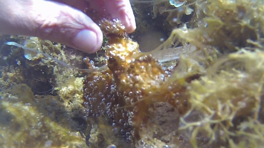 L&#039;Ostreopsis Ovata a été détectée à plusieurs reprises en Méditerranée depuis les années 1990.