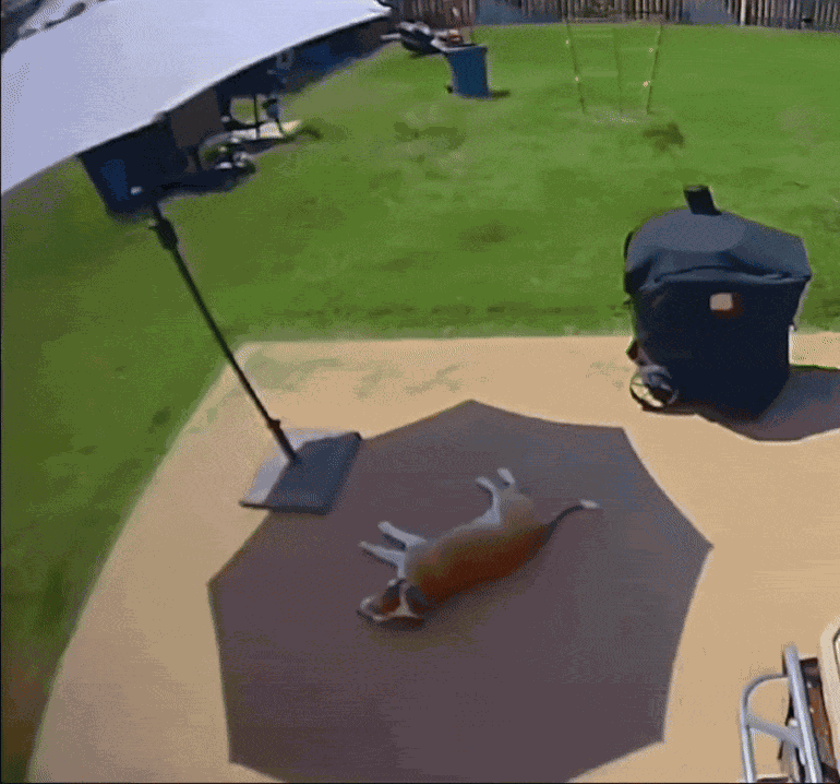 GIF animé
