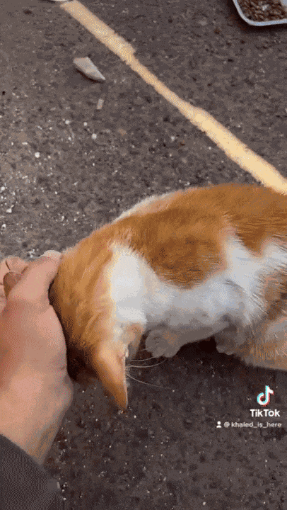 GIF animé