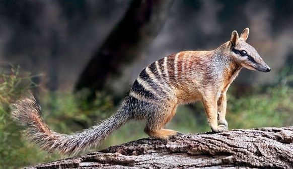 cute news tier numbat

https://ch.pinterest.com/pin/175710822960085136/