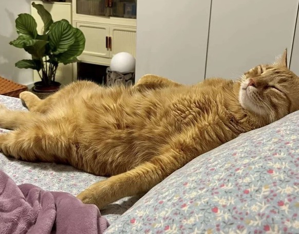 rote Katze