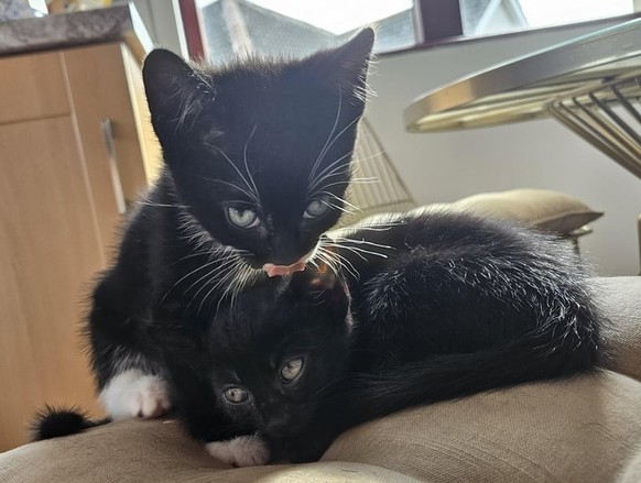cute news tier katze

https://www.reddit.com/r/cats/comments/1lcyxlm/how_do_i_choose_who_to_keep/