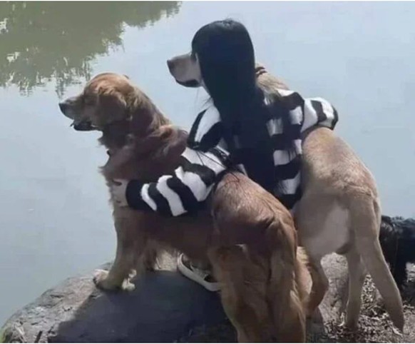 Verwirrendes Bild: Hund mit Frisur.