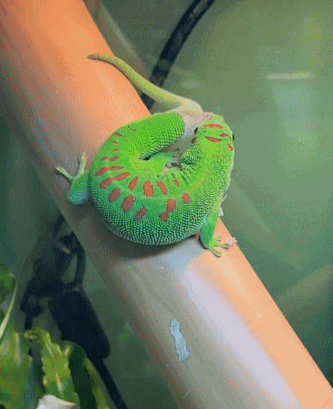 GIF animé