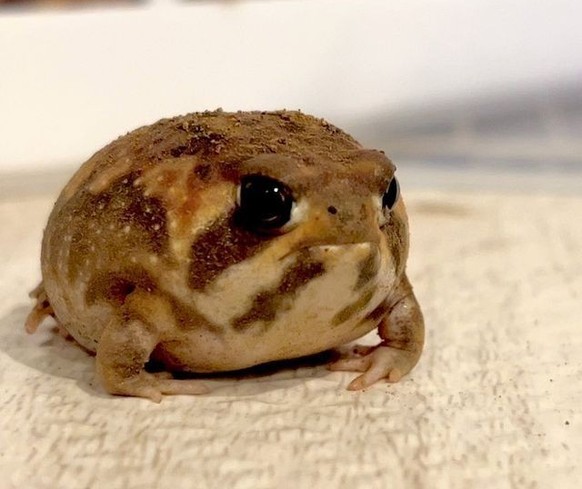 cute news tier kröte

https://ch.pinterest.com/pin/35817759530775136/