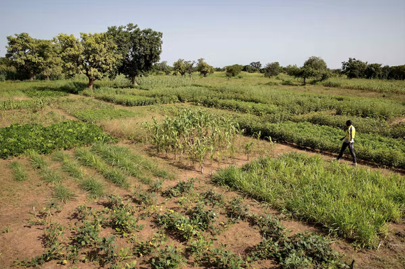 Le champ central de Saaba (Arbollé) est constitué d’une multitude de petites placettes où sont testées diverses innovations agronomiques.