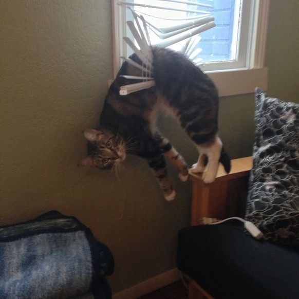 Katzen, die Storen zerstören: Die lustigsten Fails der Woche