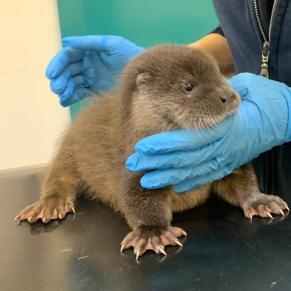cute news tier otter

https://www.reddit.com/r/Otters/comments/12qnngl/otter_at_the_doctor/