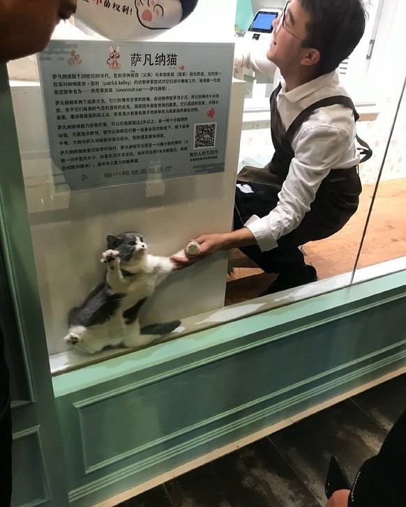 Die lustigsten Fails der Woche: Katze