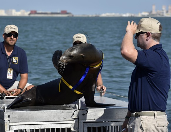 epa04473813 A US Navy Marine Mammal Program (NMMP) California sea lion named Jack salutes his handler back following completing a search of the pier of the US Navy 5th Fleet in the Bahraini capital Ma ...