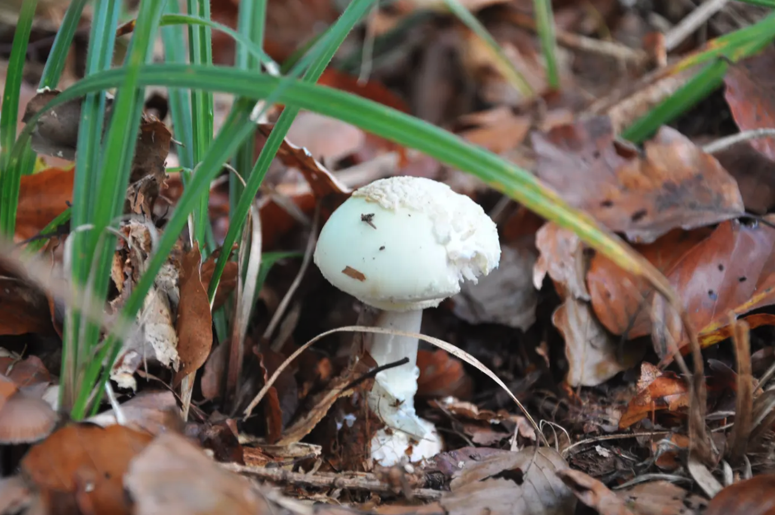 Lamanite phalloïde est l'un des champignons les plus toxiques de Suisse.