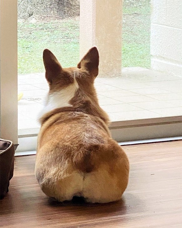 Les corgis sont trop chou.