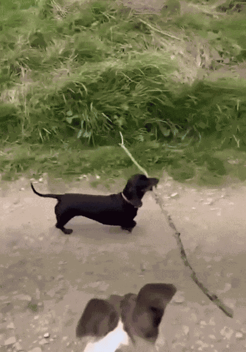 GIF animé