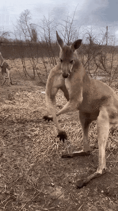 GIF animé